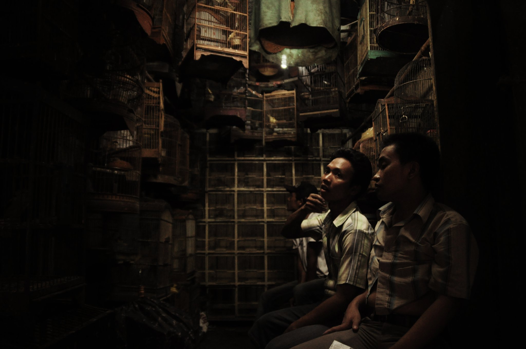 pasar burung jakarta