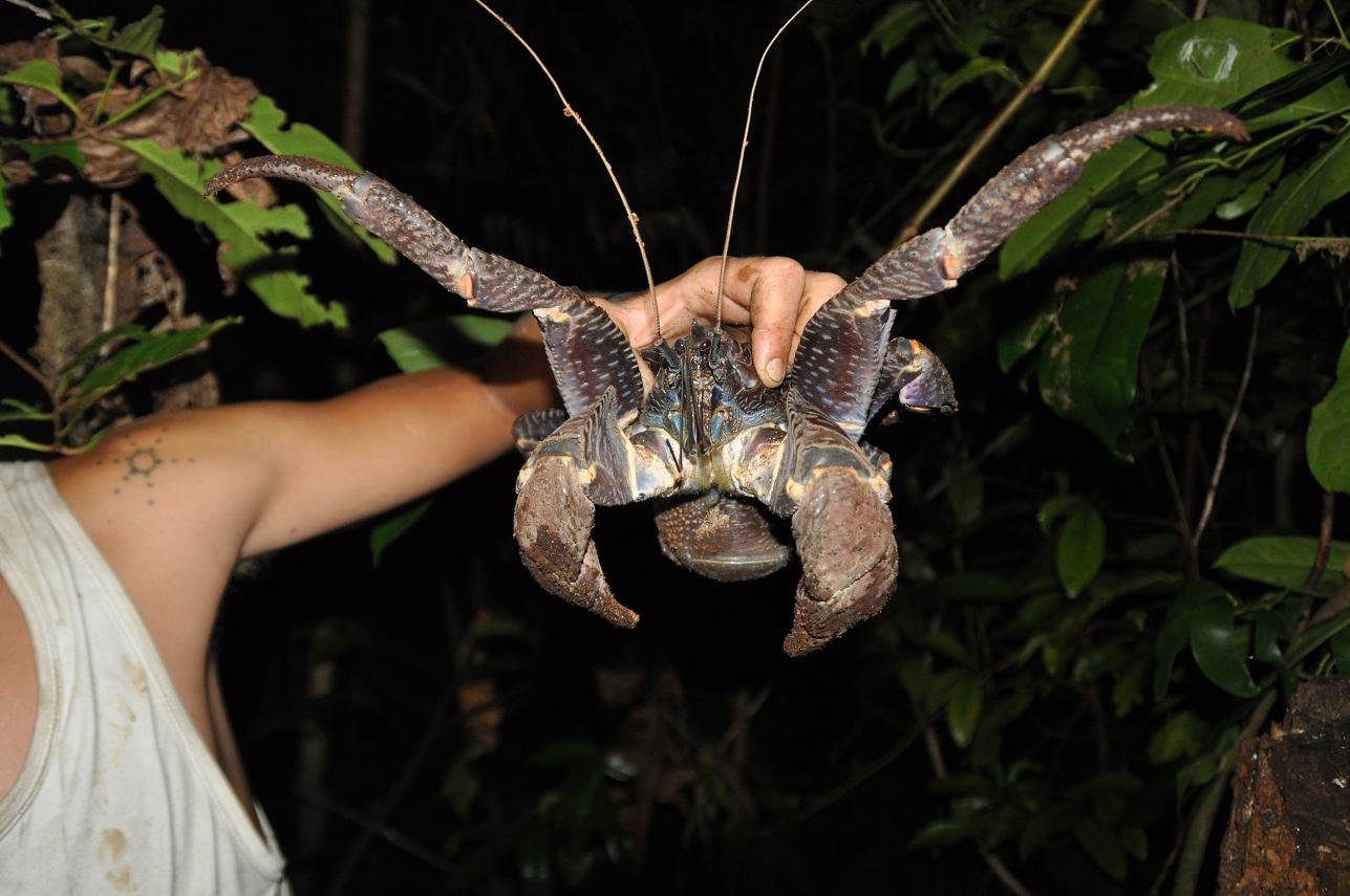 coconutcrab