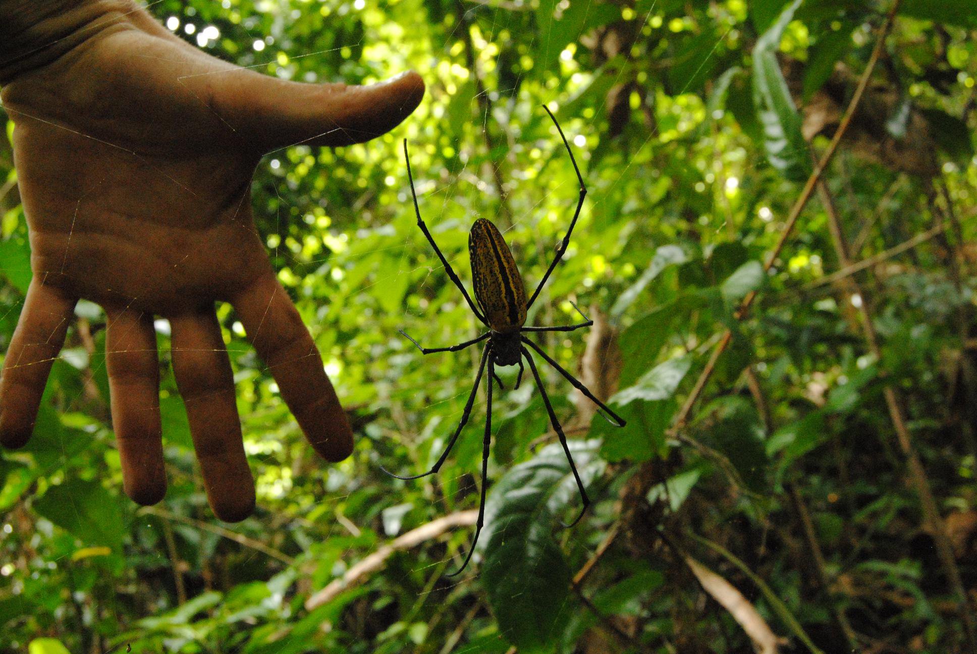 spider desert island